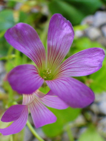 DSC00252.JPG