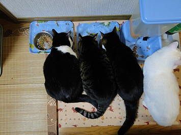 DSC01154.jpg