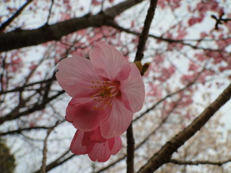 DSC01557.jpg