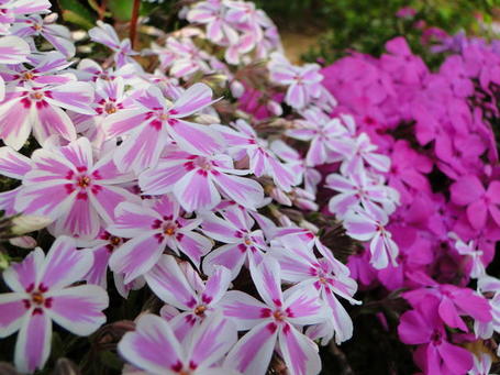 DSC01571.jpg