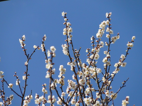 DSC09900.JPG